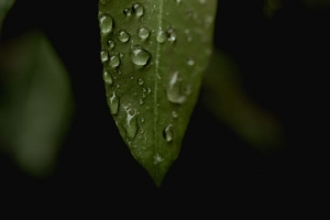 树叶 水滴 宏 雨 4k壁纸 3840x2160