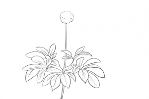 手绘冬虫夏草线稿