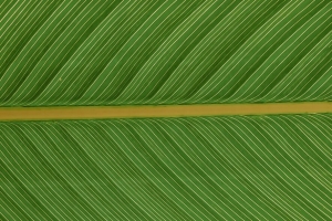 叶子 宏 植物 绿色 4k壁纸 3840x2160