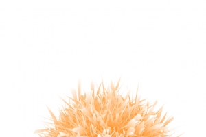 AI橙色矢量花