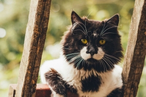 猫 一瞥 宠物 蓬松的 4k壁纸 3840x2160