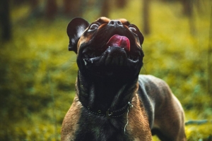  pug 狗 舌头突出 宠物 有趣的 4k壁纸 3840x2160
