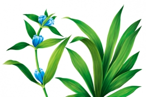本草纲目中的植物秦艽