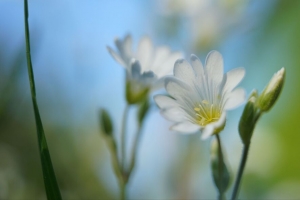 瓷 花 花瓣 白色 4k壁纸 3840x2160