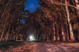 树 夜晚 星星 路 帕莱纳 entre rios 阿根廷 4k壁纸 3840x2160