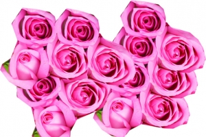 玫粉绽放玫瑰素材