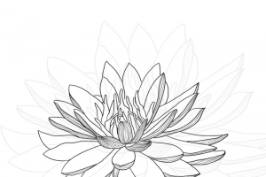 素描国潮荷花手绘简笔画