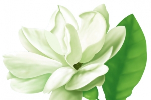茉莉花