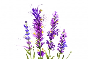 紫色薰衣草