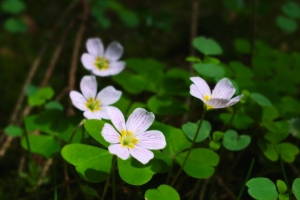 三叶草 花 叶 植物 宏观 4k壁纸 3840x2160