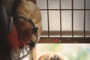 女孩 午后 猫 蝴蝶 唯美4k动漫手机壁纸竖屏2160x3840