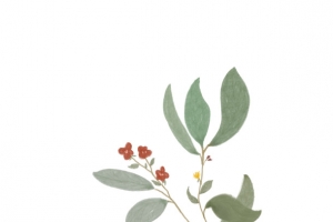 古风花朵树枝 水墨
