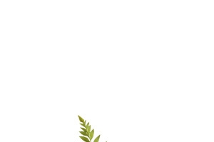 白色玫瑰花捧七夕
