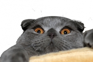 萌宠英国短毛猫图片