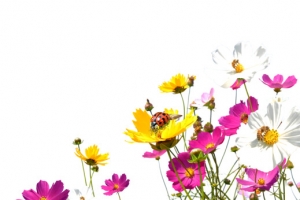 紫色小花