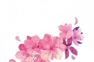 粉色花朵绘画免抠素材