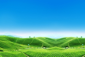 农业农田清新背景banner