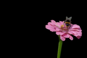 大黄蜂 花 粉红色 微距 黑色背景 4k壁纸 3840x2160