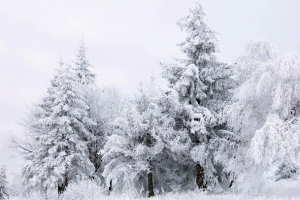 被雪覆盖的森林素材