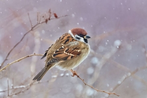麻雀 鸟 树枝 雪 野生动物 4k壁纸 3840x2160