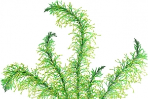 绿色海底水草