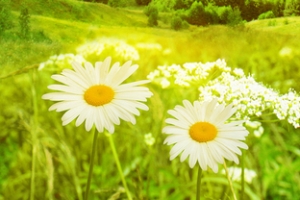 浪漫 光圈  童话 科技 梦幻 鲜花 菊花 草地