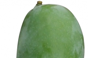 大芒果