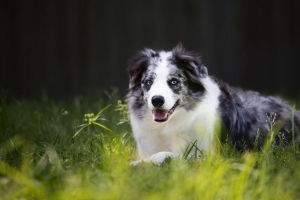 坎伯兰牧羊犬 牧羊犬 狗 宠物 草 4k壁纸 3840x2160