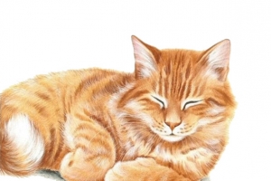可爱黄色卡通猫咪