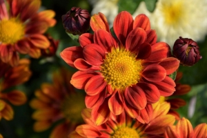 菊花 花 花瓣 4k壁纸 3840x2160