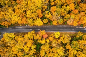 森林 道路 鸟瞰图 秋天 黄色 4k壁纸 3840x2160