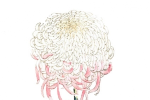 手绘花卉