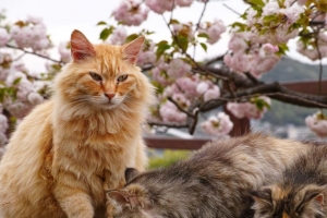 猫 猫 动物 蓬松的 4k壁纸 3840x2160