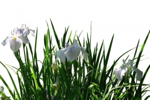 小清新鸢尾草免抠高清PNG透明动植物设计素材免费下载