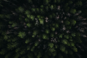 森林 树木 绿色 鸟瞰图 自然 4k壁纸 3840x2160