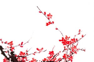 左边墙角梅花免抠PNG图片素材