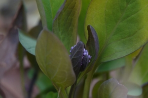 弗吉尼亚风铃草 花 叶子 植物 4k壁纸 3840x2160