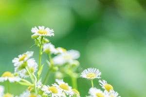 洋甘菊 花 护眼 4k手机壁纸