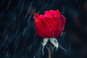 玫瑰 红色 芽 滴 雨 防潮 4k壁纸 3840x2160