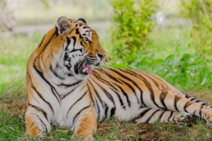 老虎 捕食者 动物 大猫 哈欠 4k壁纸 3840x2160