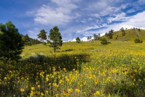 草地 丘陵 树木 花朵 自然 风景 4k壁纸 3840x2160