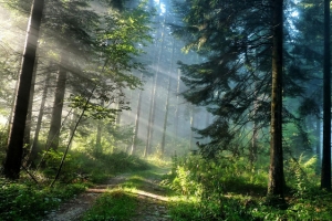 绿色森林背景