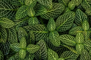 叶子 植物 条纹 形状 绿色 白色 4k壁纸 3840x2160