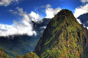 白云山峰高山植物