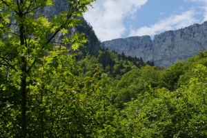 树木 森林 树叶 岩石 风景 4k壁纸 3840x2160