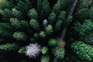 俯视森林公路高清照片4k风景壁纸