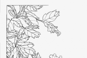 牡丹花手绘白描