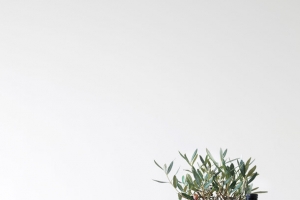 灰色背景植物家具