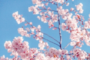 春季粉色桃花