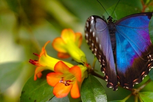  morpho 蝴蝶 宏 蓝色 4k壁纸 3840x2160
